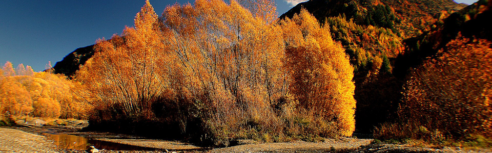 The autumn leaves along the Arrowtown river