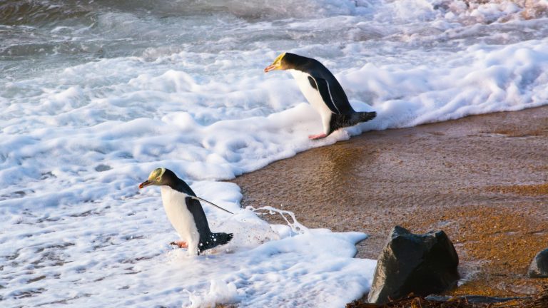 The-Opera-Penguin-tours-Otago-peninsula-12 | Must Do New Zealand