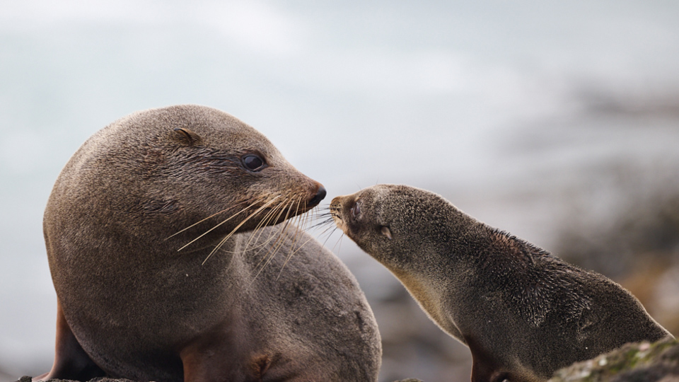 parent seal with young one on the Otago Peninsula