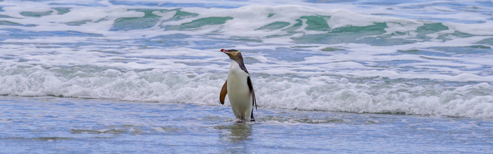 yellow eyed penguin coming in from the ocean on the Otago peninsula