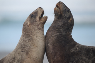 two sea lions playing on the beach on the otago Peninsula