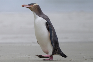 close up of a yellow eted Penguin on the beach at Otago peninsula