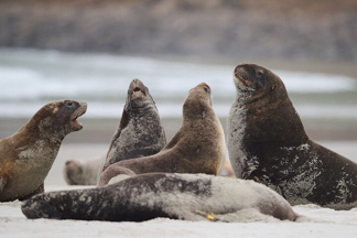 Group of sealions on the beach Otago Peninsula