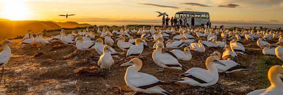 sunrise at cape kidnappers Gannet Colony