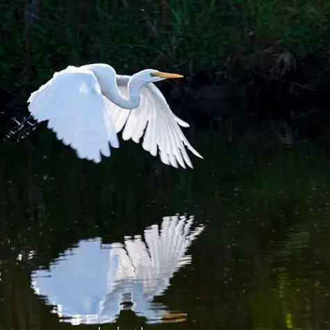 White Heron in flight on Okarito Lagoon