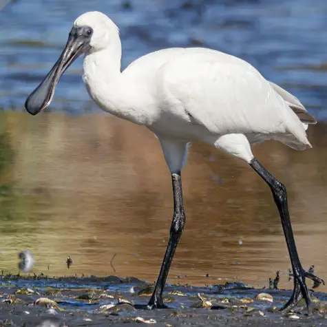 a royal spoonbill wading at Okarito lagoon