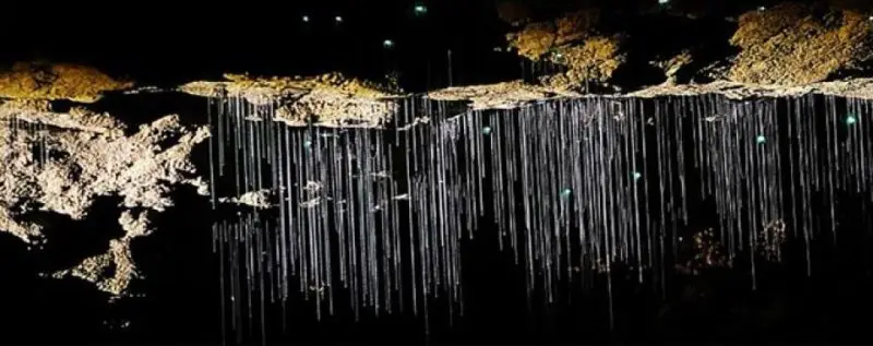 Glowworm-caves-waitomo-22 | Must Do New Zealand A stunning view inside the Waitomo Glowworm Caves, showcasing bioluminescent glowworms lighting up the cave ceiling.