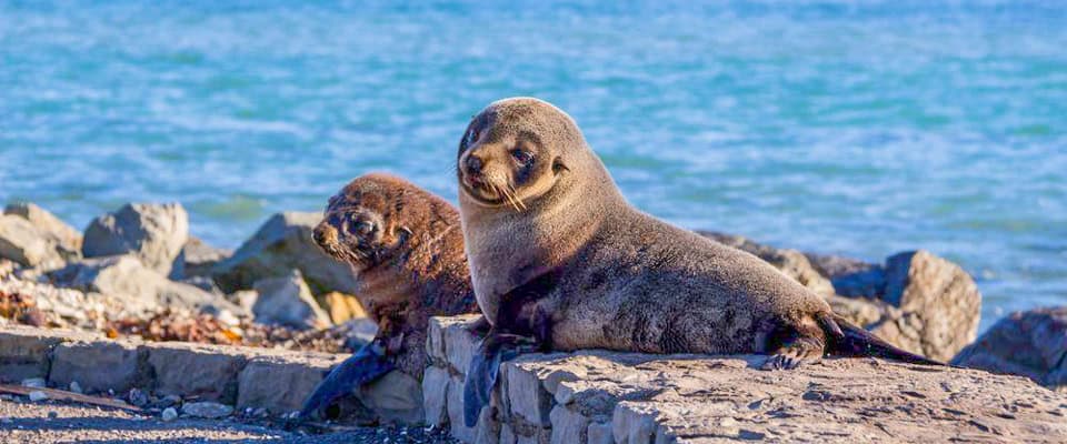 NZ fur seals resting on tidal rocks at Point Kean, Kaik?ura Peninsula.