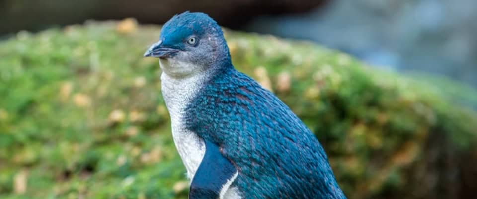 Blue penguin standing on mossy ground, facing left, with white chest and blue-gray feathers in a natural outdoor setting. Oamaru