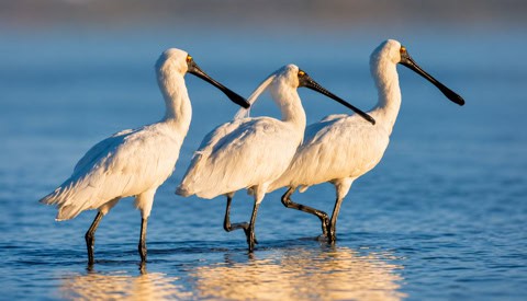 Three white wading birds with long dark bills standing in shallow blue water.