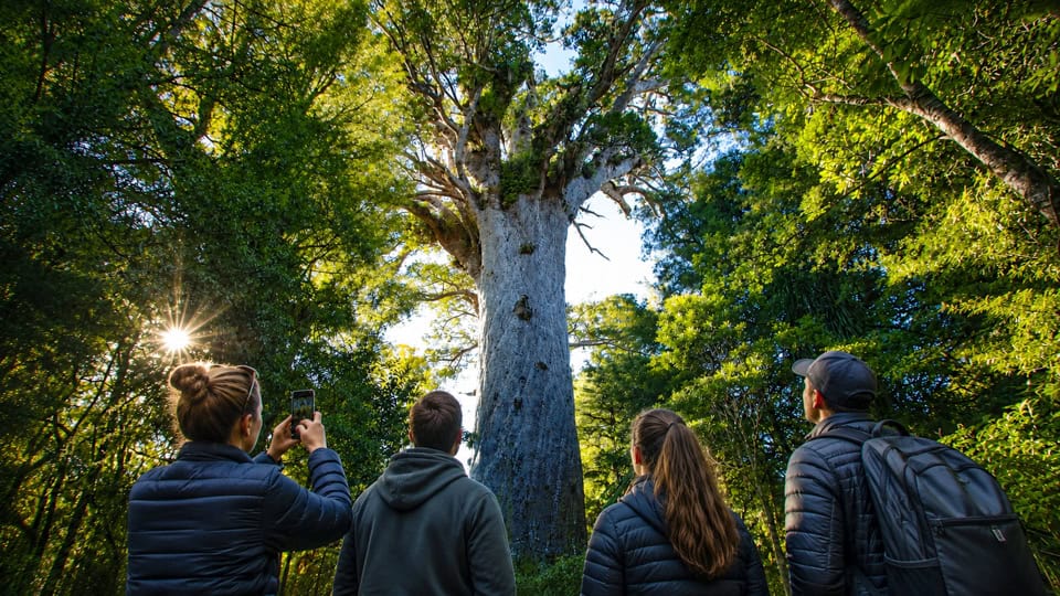 Group of four hikers in jackets photograph a tall ancient tree in a sunlit forest.