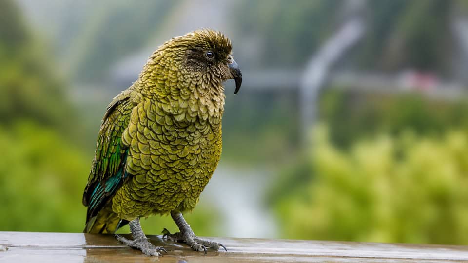 Green parrot with yellow-green feathers perched on a wet wooden railing, with a blurred green landscape in the background